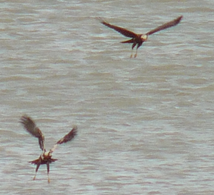 falco di palude